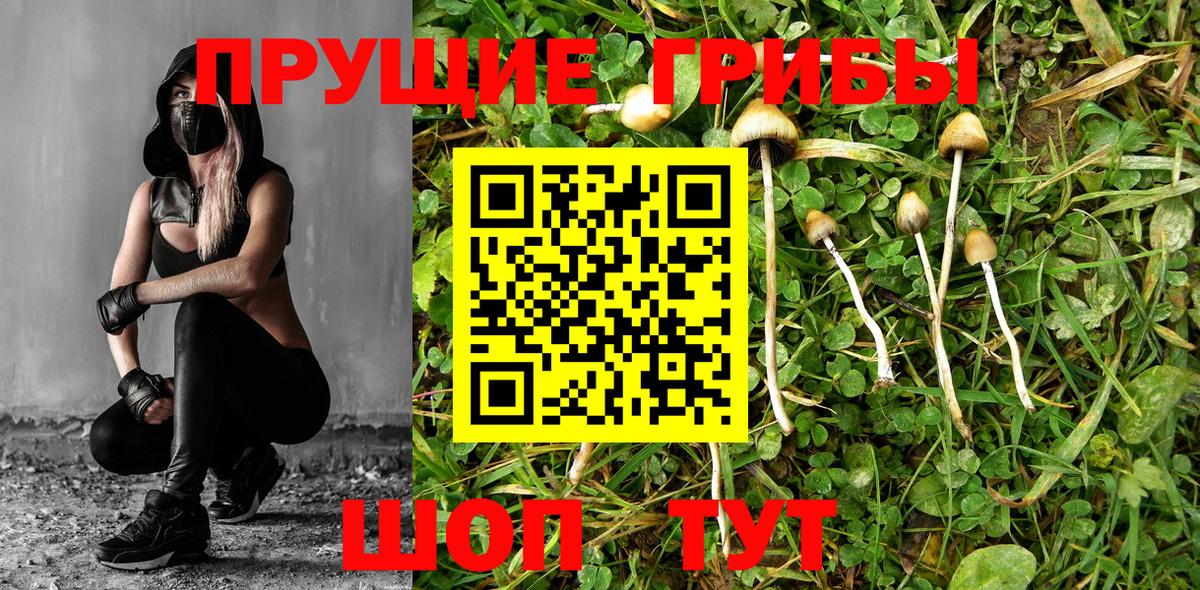 Тула  Галлюциногенные грибы прущие грибы  Вход с VPN  Псилоцибиновые грибы мухоморы 